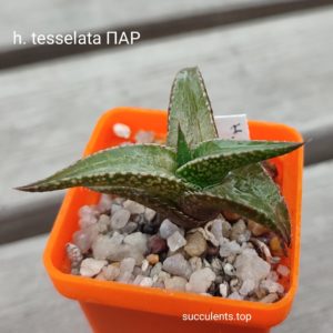 haworthia tesselata ПАР