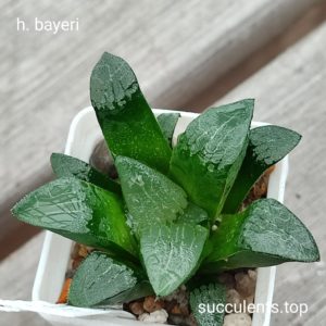 haworthia bayeri