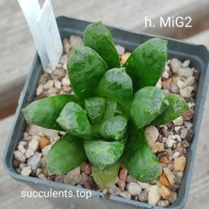 haworthia MIG2