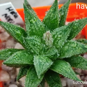haworthia Nor6