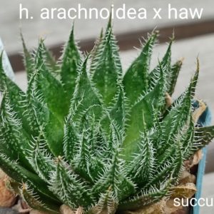haworthia arachnoidea x haw