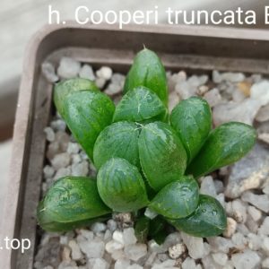 haworthia cooperi truncata ES3664
