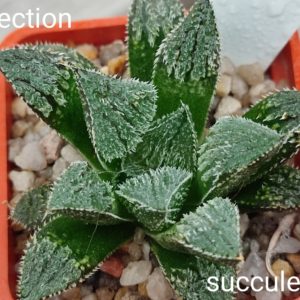 haworthia selection