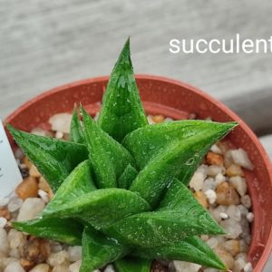 haworthia limifolia umboabensis Franse