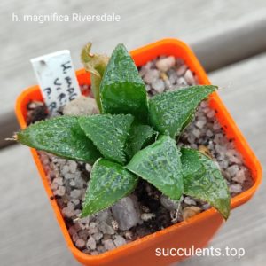 haworthia magnifica Riversdale