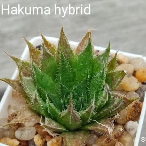 haworthia hakuma hybrid