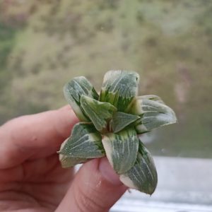 Haworthia Pygmaea Hybrid Ember Variegated
