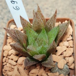 6956 Haworthia 'Gorbi' x 'Sugar Candy'