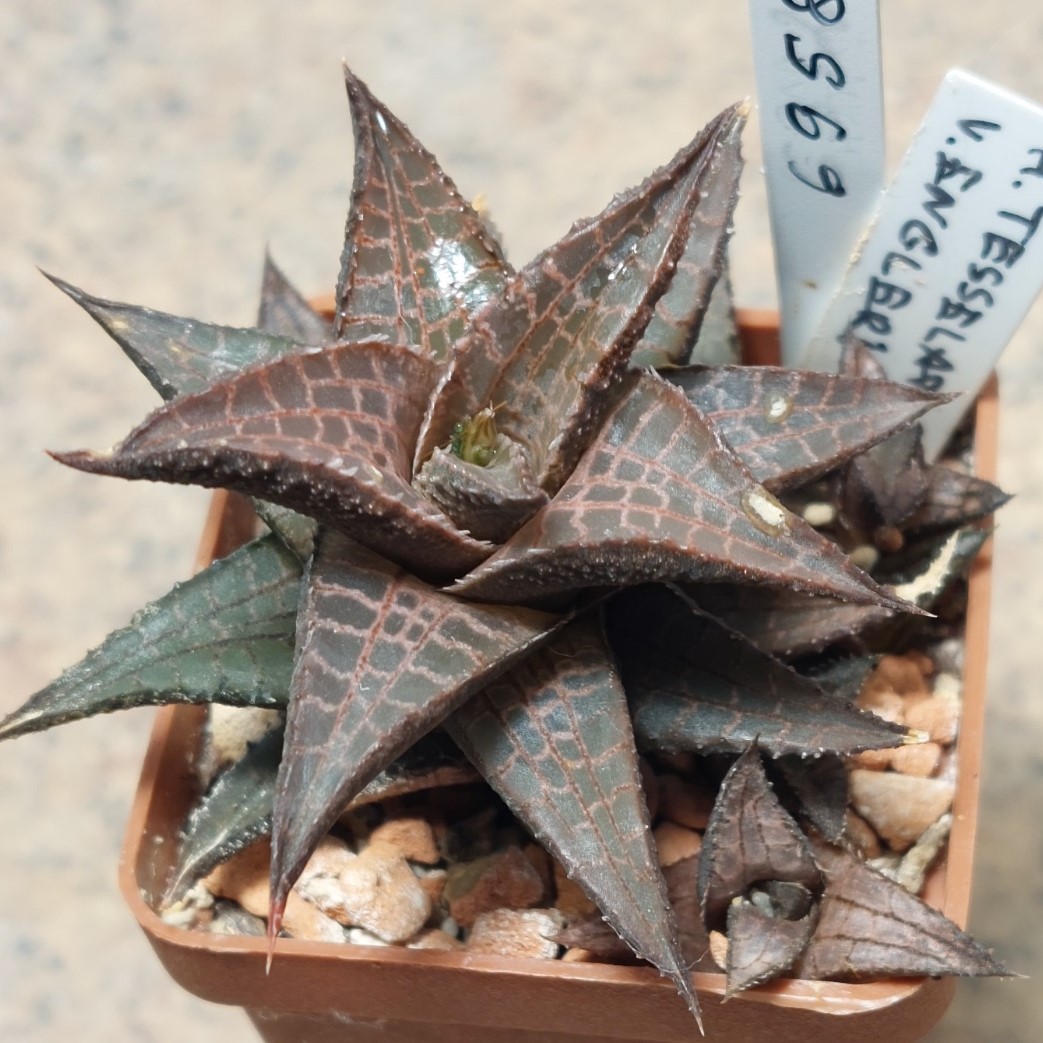 6958 Haworthia tesselata v.engleri весь горщик