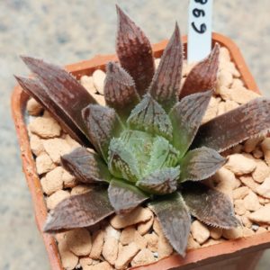 6982 Haworthia 'Gorbi' x 'Sugar Candy'