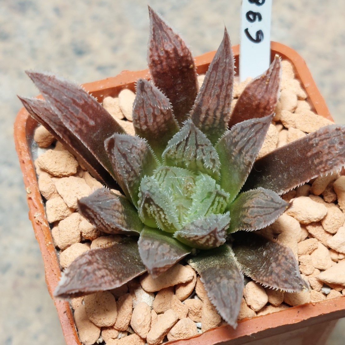 6982 Haworthia 'Gorbi' x 'Sugar Candy'