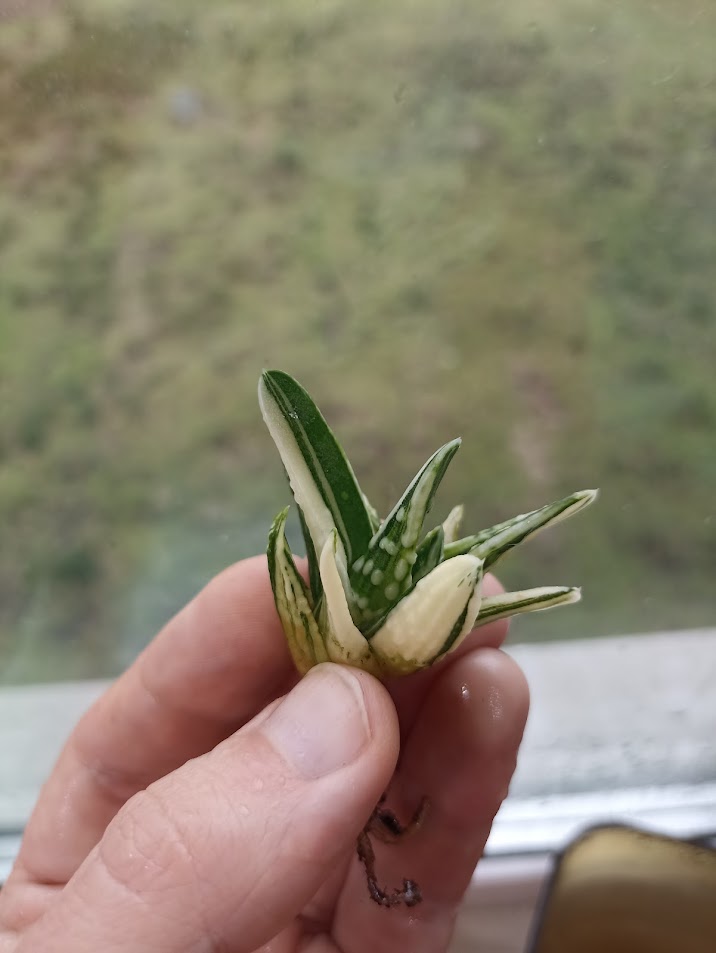 Haworthia Angel's Tears Variegated