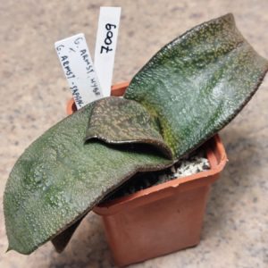 7009 Gasteria armstrongii hybrid сіянець
