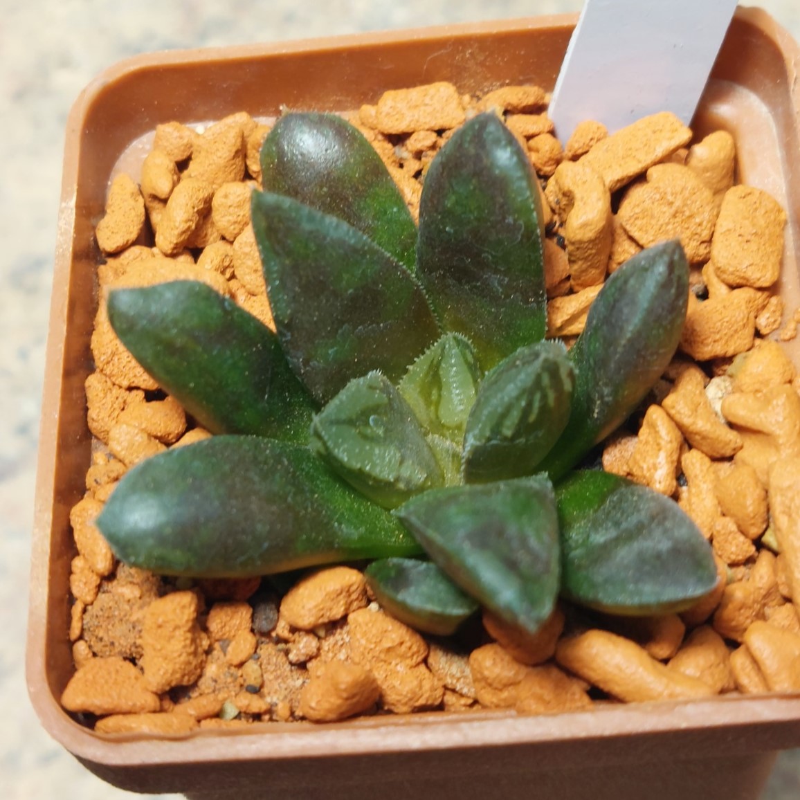 7012 Haworthia hybrid сіянець