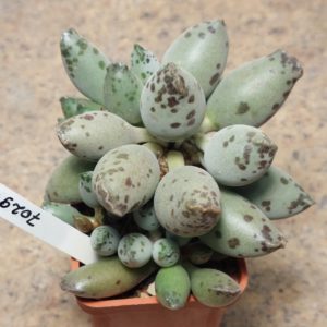 7029 Adromischus cooperi 'Silver Tubes' весь горщик