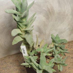 7047 Crassula perfoliata v. minor весь горшик
