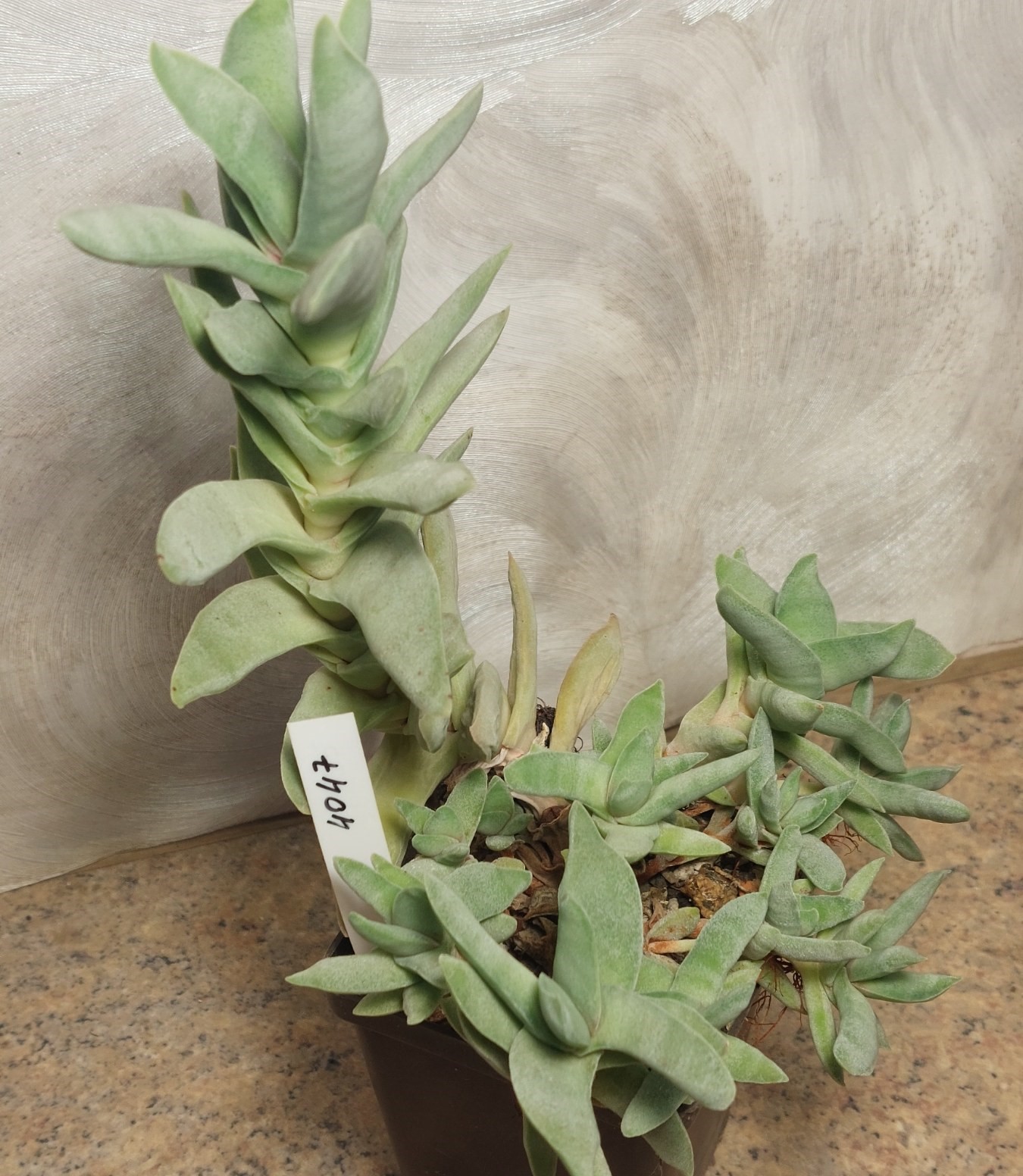 7047 Crassula perfoliata v. minor весь горшик
