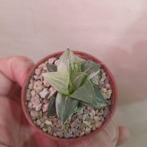Haworthia Badia Variegata