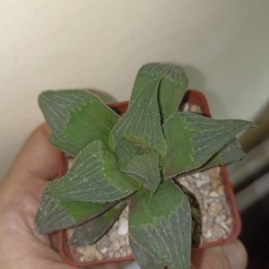 Haworthia Magnifica