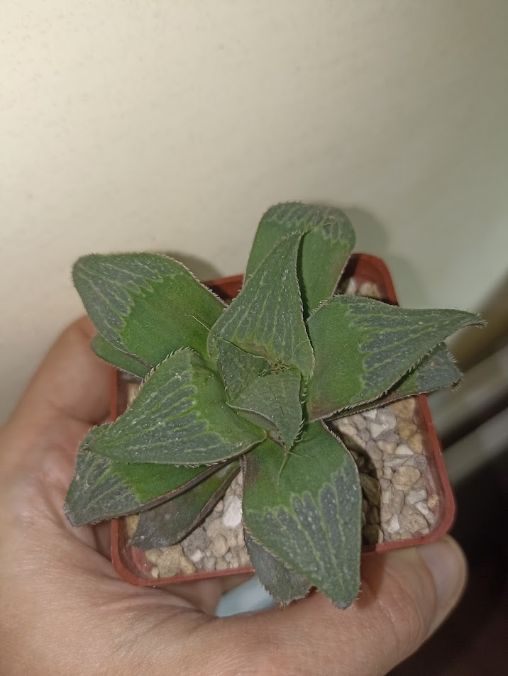 Haworthia Magnifica
