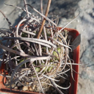 Lobivia ferox  - seeds - насіння