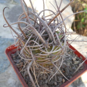 Lobivia ferox   - seeds - насіння