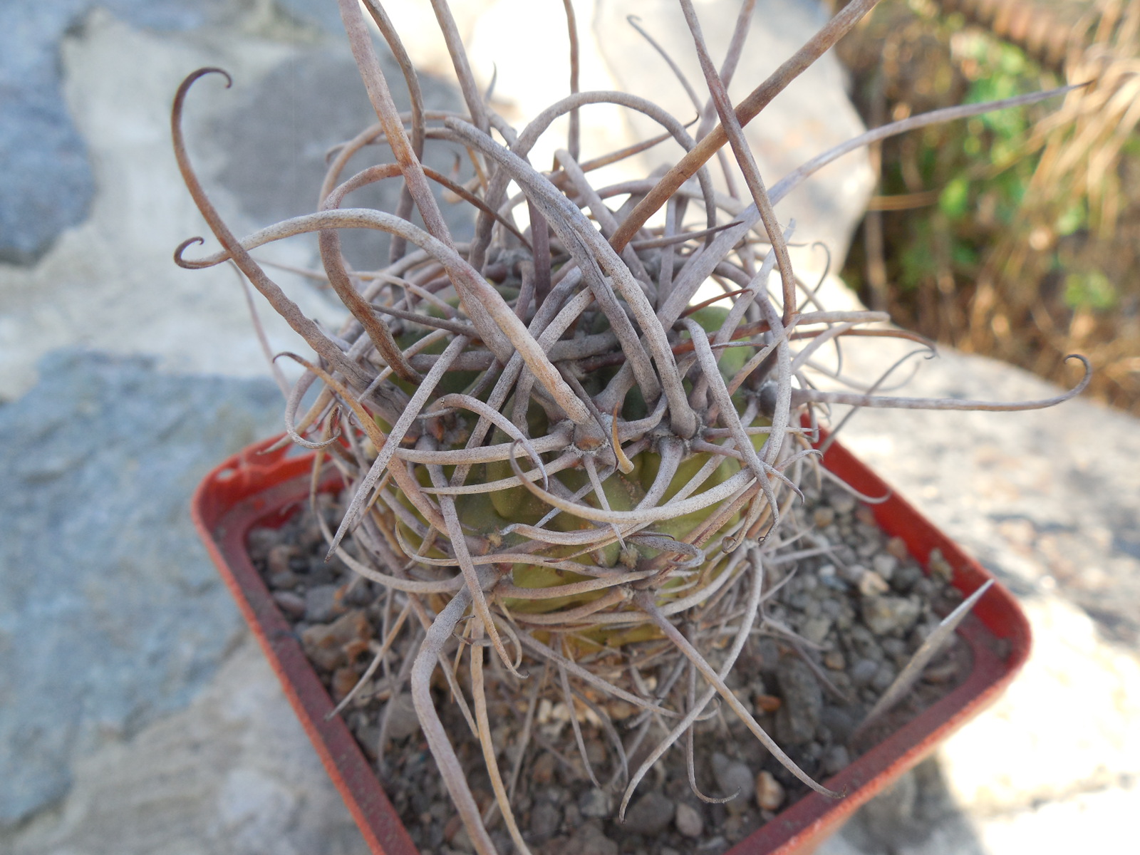Lobivia ferox   - seeds - насіння