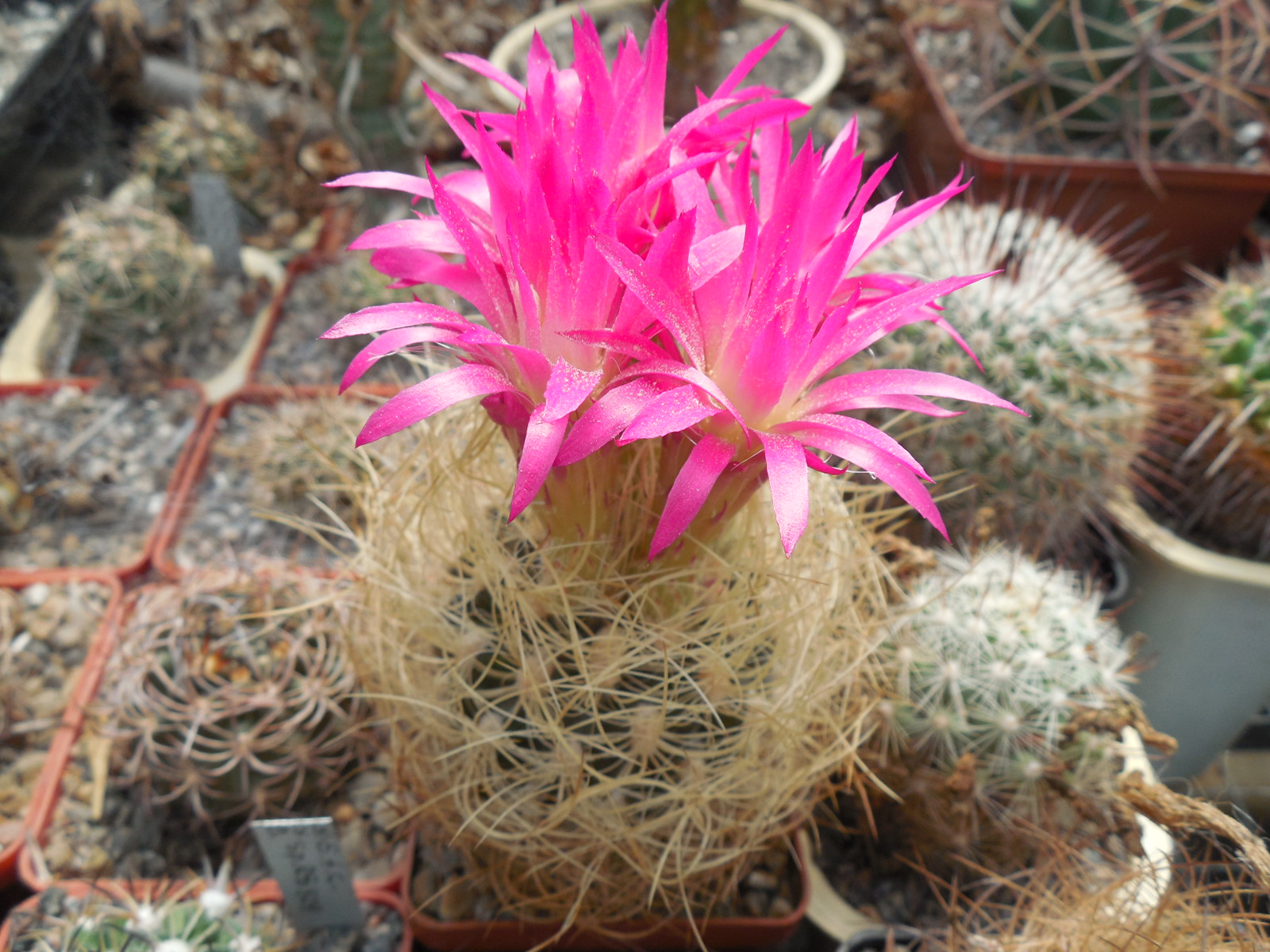 Neoporteria senilis