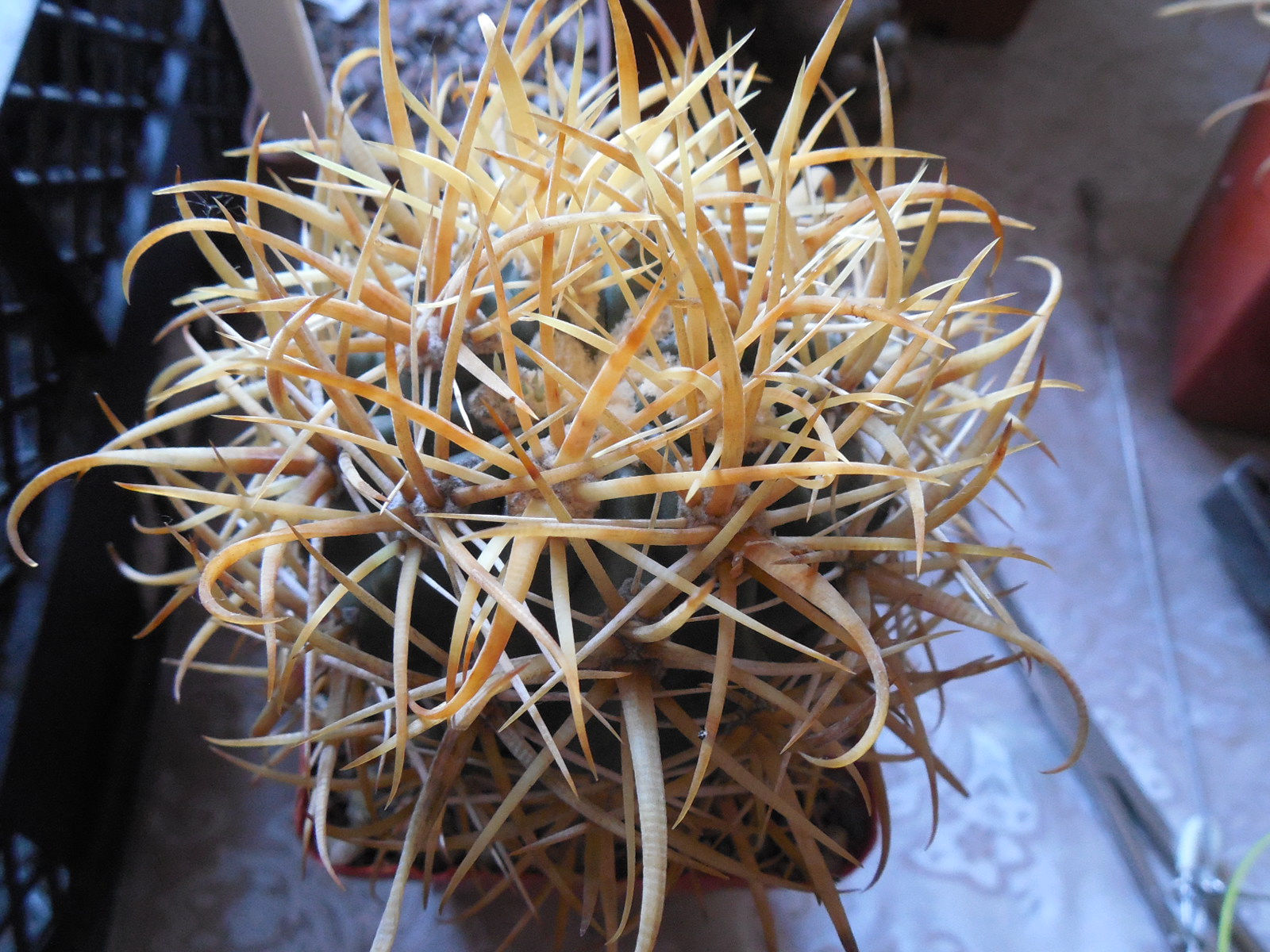 Ferocactus chrysacanthus - L 010 - Isla Cedros- MG -