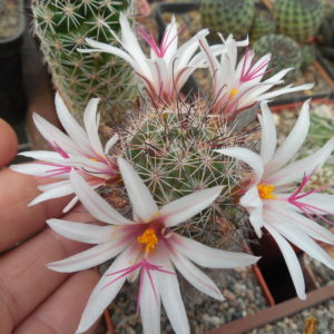 Mammillaria fraileana - Kohres - seeds - насіння