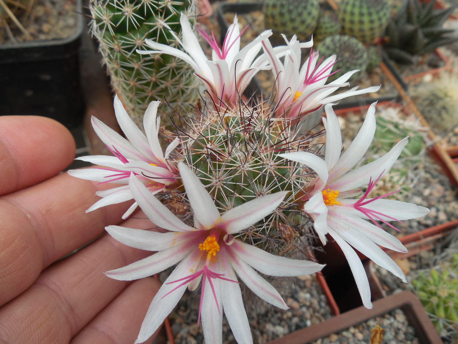 Mammillaria fraileana - Kohres - seeds - насіння