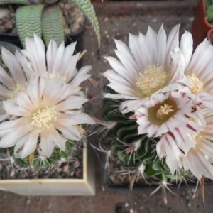 Efc erectocentrus SB 1565 n - Tanquecillos, NL. - MG - - seeds - насіння