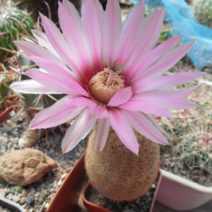 Echinocereus reichenbachii L 1394 - Llera Tam.  MG