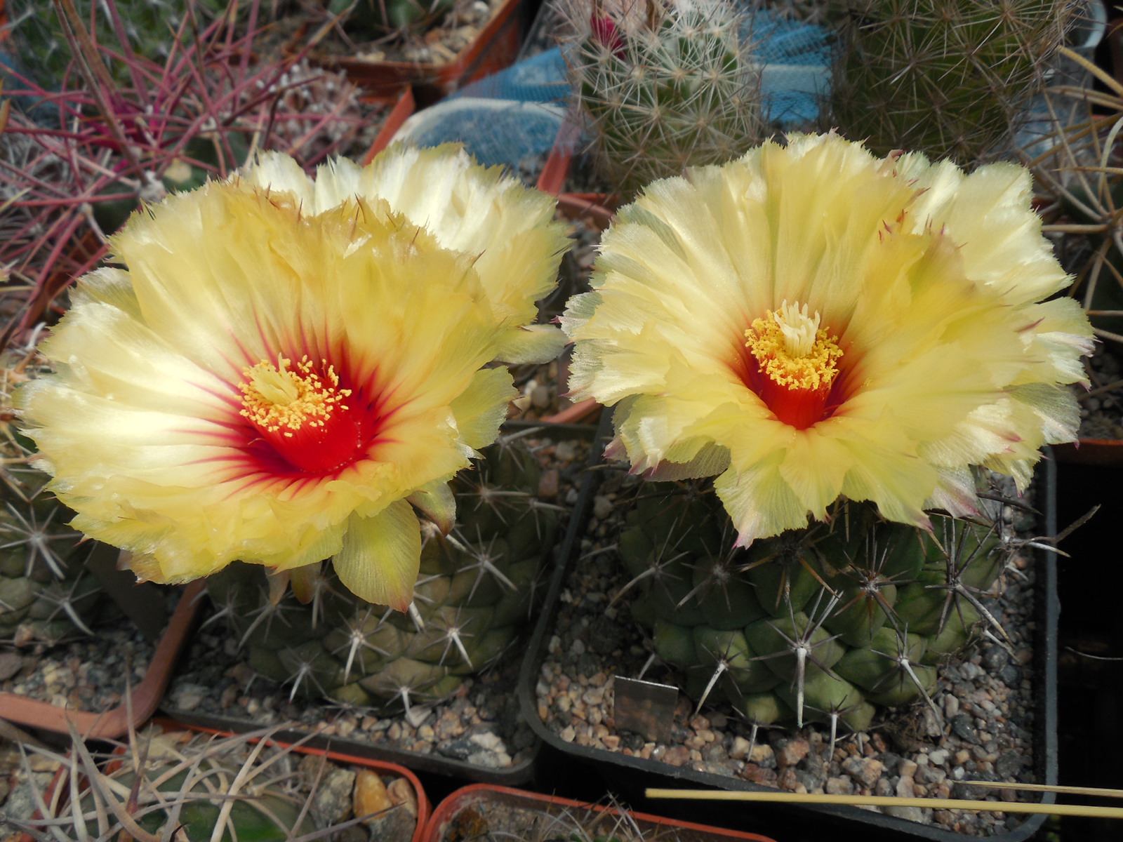 Coryphantha scolymoides - seeds - насіння