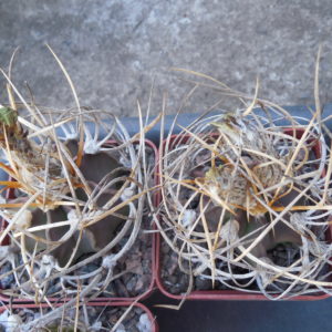 Astrophytum crassispinum - f. heavy white spines - Uhlig - seeds - насіння
