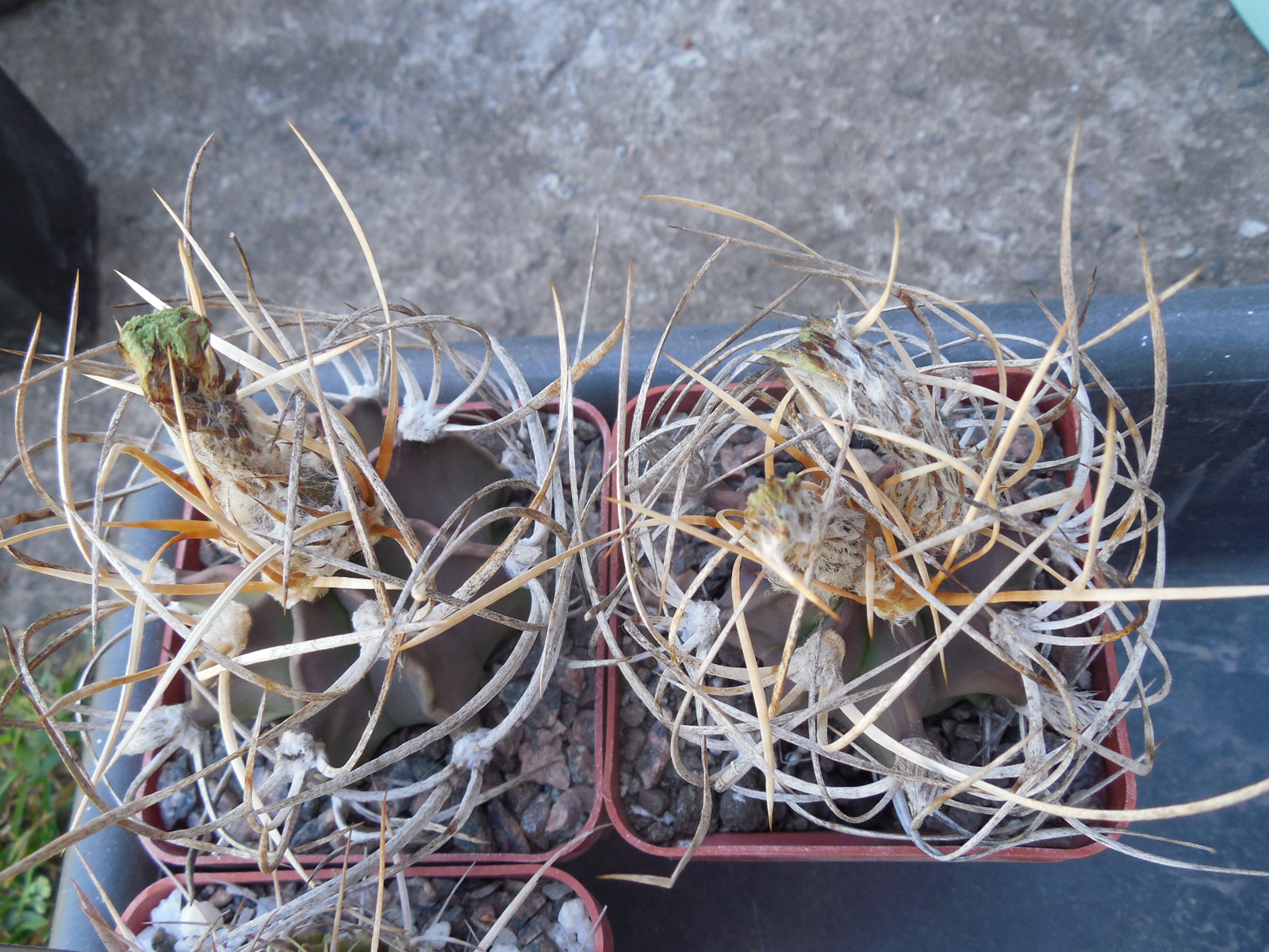 Astrophytum crassispinum - f. heavy white spines - Uhlig - seeds - насіння