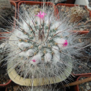 Mammillaria chionocephala (woodsii) - seeds - насіння