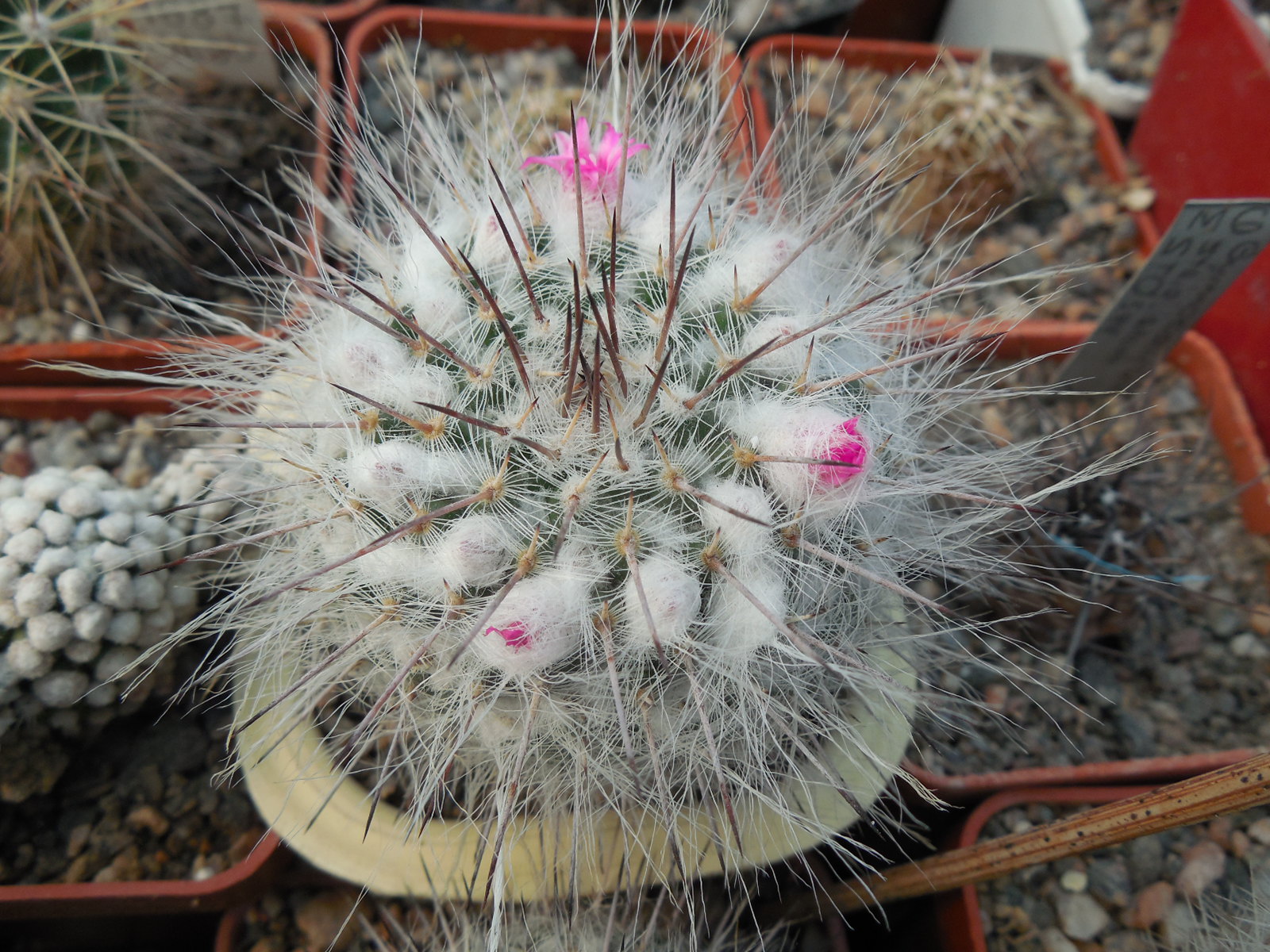 Mammillaria chionocephala (woodsii) - seeds - насіння