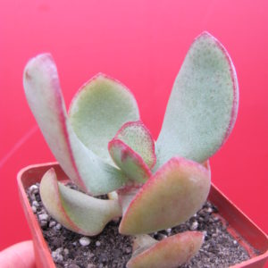 Crassula   arborescens   *Silver Dollar*