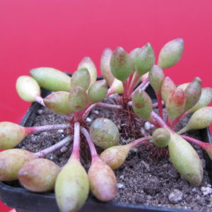 Adromischus   clavifolius