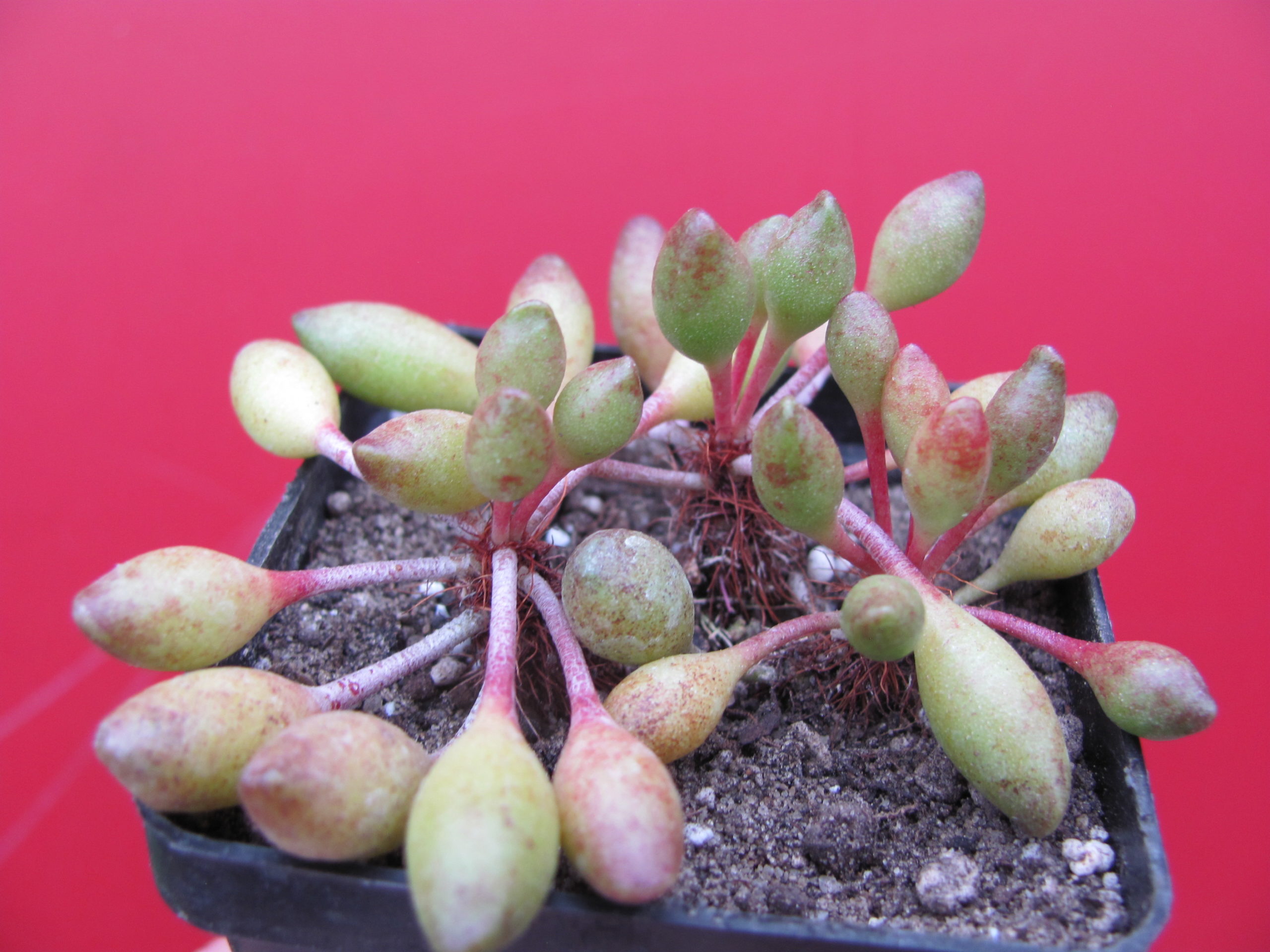 Adromischus   clavifolius