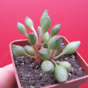 Adromischus    clavifolius