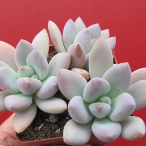 Pachyveria   Opalina       3  разом