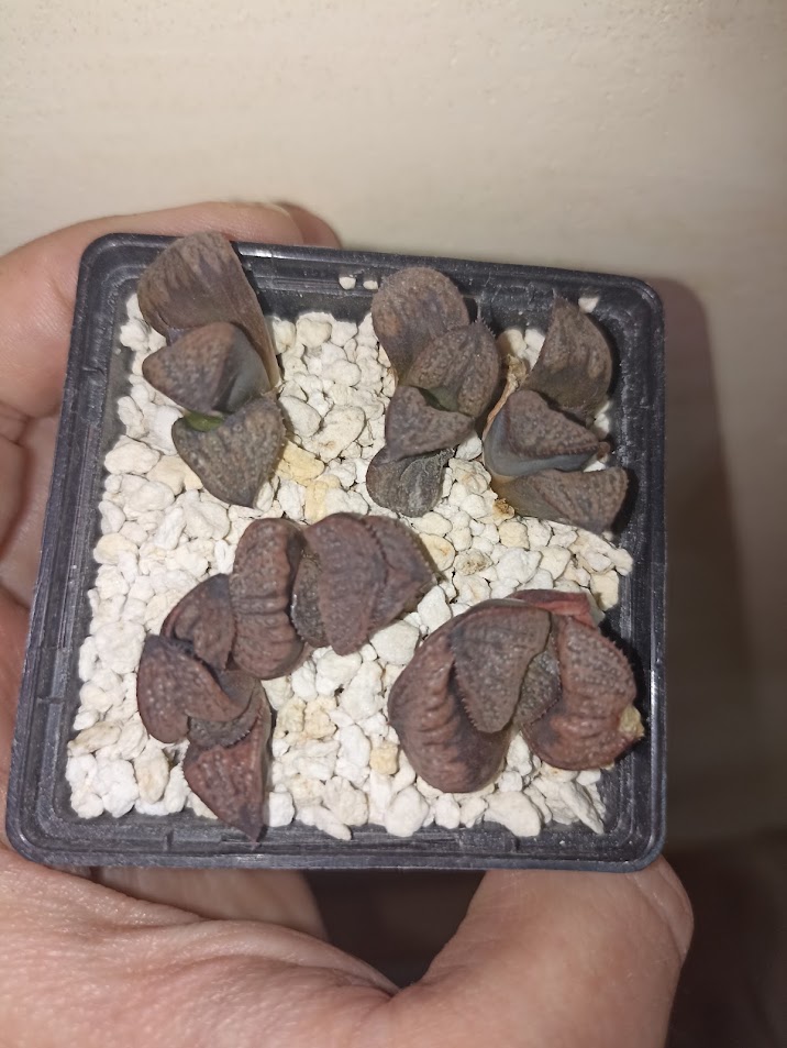 Haworthia Splendens Horikawa (Silver King)