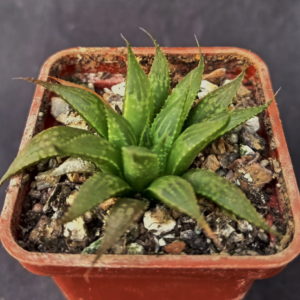 Haworthia emelyae v. multifolia