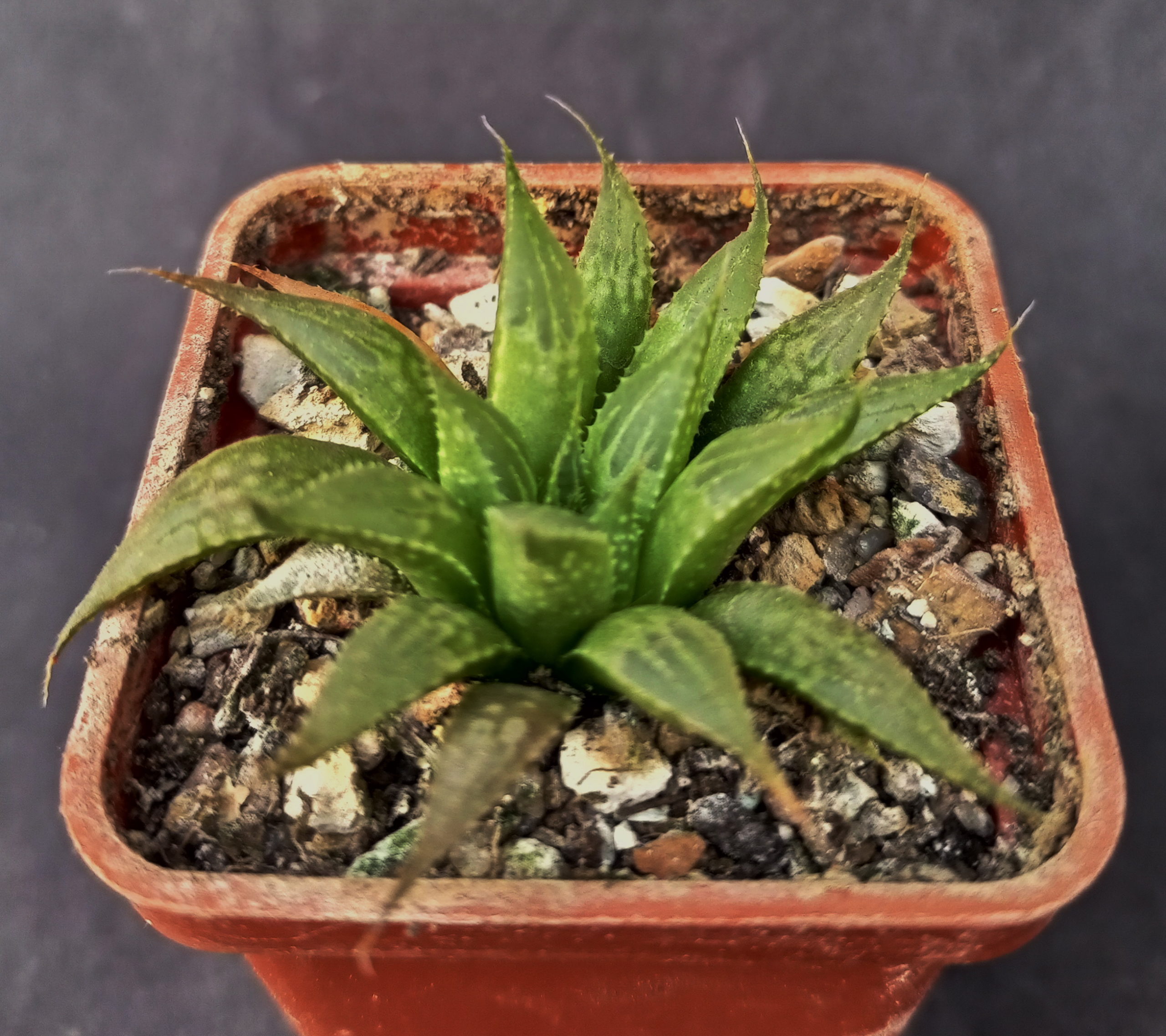 Haworthia emelyae v. multifolia