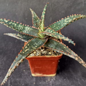 Aloe cv. Christmas Carol hybr.