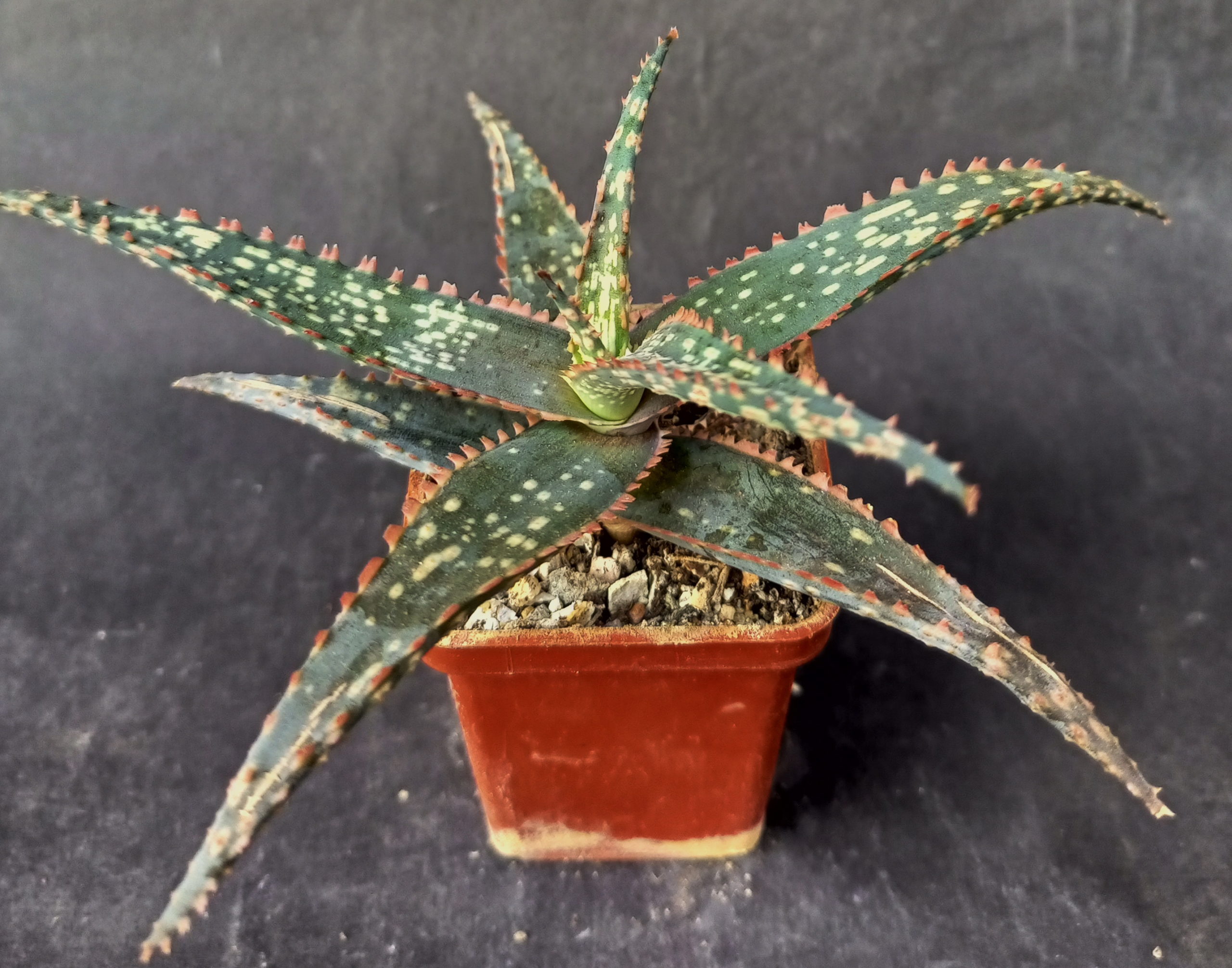 Aloe cv. Christmas Carol hybr.