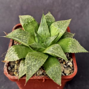 Haworthia serrata, ex.SH X Haworthia emelyae v. comptoniana GM 266, ex. AL