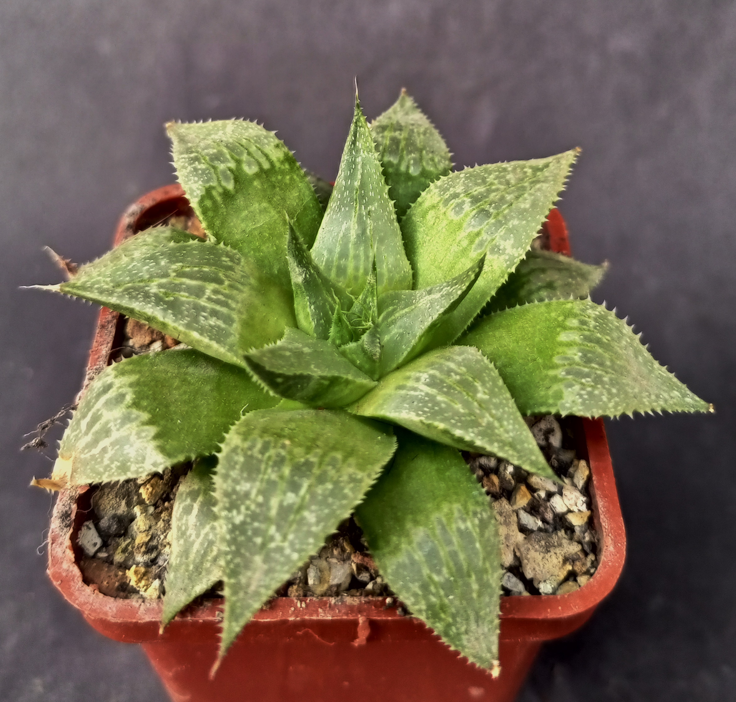 Haworthia serrata, ex.SH X Haworthia emelyae v. comptoniana GM 266, ex. AL